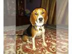 Beagle DOG FOR ADOPTION RGADN-1089274 - Tika - Beagle (short coat) Dog For