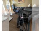 Daniff DOG FOR ADOPTION RGADN-1089454 - Cosmo - Great Dane / Mastiff / Mixed Dog