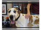 Great Dane DOG FOR ADOPTION RGADN-1089667 - Gator - Great Dane Dog For Adoption