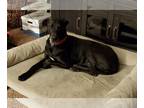 Great Dane DOG FOR ADOPTION RGADN-1089832 - Strax - Great Dane (short coat) Dog