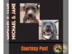 Staffordshire Bull Terrier DOG FOR ADOPTION RGADN-1089921 - MICHAEL & JANE