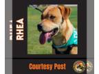 Rottweiler Mix DOG FOR ADOPTION RGADN-1090828 - RHEA (pronounced RAYA) - Yellow