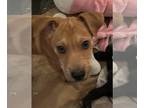 Labrador Retriever Mix DOG FOR ADOPTION RGADN-1090871 - Codi Ari Aspen -