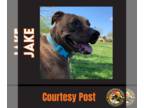 American Pit Bull Terrier Mix DOG FOR ADOPTION RGADN-1091634 - JAKE #7 - Pit