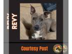 American Pit Bull Terrier DOG FOR ADOPTION RGADN-1092070 - REVY - American Pit