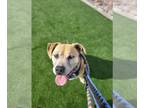 Labrador Retriever Mix DOG FOR ADOPTION RGADN-1092841 - Terrence (Courtesy post)