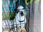 Jack Chi DOG FOR ADOPTION RGADN-1093153 - Tater - Jack Russell Terrier /