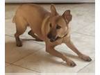 Carolina Dog-Rhodesian Ridgeback Mix DOG FOR ADOPTION RGADN-1093337 - TERRA -