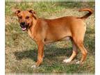 Labrador Retriever-Rat Terrier Mix DOG FOR ADOPTION RGADN-1088626 - Cooper - Rat