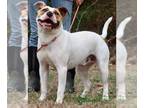 American Staffordshire Terrier Mix DOG FOR ADOPTION RGADN-1088938 - Tug -