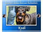Rottweiler Mix DOG FOR ADOPTION RGADN-1088947 - Kodi - Rottweiler / Mixed (short