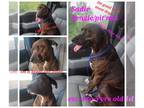 Beagle Mix DOG FOR ADOPTION RGADN-1090213 - Sadie - Beagle / Hound / Mixed