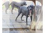 Great Dane Mix DOG FOR ADOPTION RGADN-1090905 - Arthur - Great Dane / Hound /
