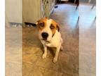 Jack Russell Terrier-Staffordshire Bull Terrier Mix DOG FOR ADOPTION