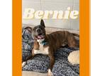 American Pit Bull Terrier Mix DOG FOR ADOPTION RGADN-1091369 - Bernie - Pit Bull