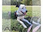 Bull Terrier Mix DOG FOR ADOPTION RGADN-1091553 - Ada - Bull Terrier /