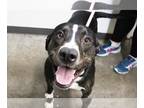 Labrador Retriever-Plott Hound Mix DOG FOR ADOPTION RGADN-1092750 - Yogi (Yadi)