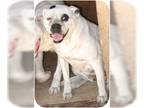 American Pit Bull Terrier DOG FOR ADOPTION RGADN-1087331 - Blanca - Pit Bull