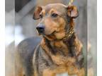 Beagle Mix DOG FOR ADOPTION RGADN-1087332 - Cassie - Shepherd / Beagle / Mixed