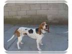 Basset Hound DOG FOR ADOPTION RGADN-1087336 - Tesha - Basset Hound Dog For