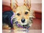 Australian Terrier Mix DOG FOR ADOPTION RGADN-1087342 - Roger - Australian
