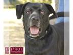 Labrador Retriever Mix DOG FOR ADOPTION RGADN-1087471 - Jack Black - Labrador