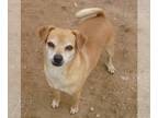 Beagle Mix DOG FOR ADOPTION RGADN-1087540 - Julio- adopted 2-24-24 w/ Doll!