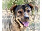 Rottweiler Mix DOG FOR ADOPTION RGADN-1087541 - Mutt Mutt - Rottweiler / Mixed