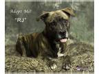 Dutch Shepherd Mix DOG FOR ADOPTION RGADN-1087612 - RJ - Dutch Shepherd / Mixed