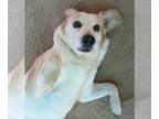 Beagle DOG FOR ADOPTION RGADN-1087742 - Spuds - - Beagle / Labrador Retriever