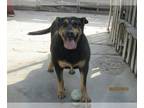 Rottweiler Mix DOG FOR ADOPTION RGADN-1087939 - Rocky - Rottweiler / Mixed