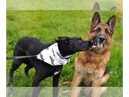 German Shepherd Dog DOG FOR ADOPTION RGADN-1087949 - King and Nina - German
