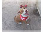 American Pit Bull Terrier-English Foxhound Mix DOG FOR ADOPTION RGADN-1087959 -