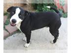 American Pit Bull Terrier-Border Collie Mix DOG FOR ADOPTION RGADN-1088048 -