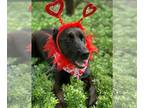 Labrador Retriever Mix DOG FOR ADOPTION RGADN-1088127 - Ernie - Labrador