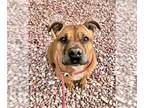 Boxer-Staffordshire Bull Terrier Mix DOG FOR ADOPTION RGADN-1088238 - Kali -