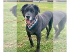Labrador Retriever Mix DOG FOR ADOPTION RGADN-1088324 - Freedom - Labrador