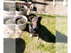 German Shepherd Dog Mix DOG FOR ADOPTION RGADN-1088345 - Cesear - German