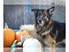 German Shepherd Dog Mix DOG FOR ADOPTION RGADN-1088449 - Sputnik - German