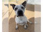 Dalmatian-Staffordshire Bull Terrier Mix DOG FOR ADOPTION RGADN-1088464 -