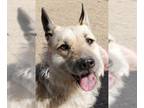 Airedale Terrier-German Shepherd Dog Mix DOG FOR ADOPTION RGADN-1088552 - Maka -