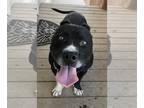American Staffordshire Terrier Mix DOG FOR ADOPTION RGADN-1088607 - Shorty -