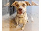 American Pit Bull Terrier Mix DOG FOR ADOPTION RGADN-1088611 - Honey Pie -