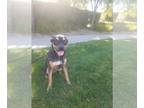 Rottweiler Mix DOG FOR ADOPTION RGADN-1088762 - Tyson - Rottweiler / Shepherd /
