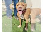 American Pit Bull Terrier Mix DOG FOR ADOPTION RGADN-1088814 - Lucky - Pit Bull
