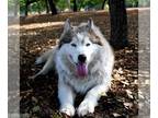 Mix DOG FOR ADOPTION RGADN-1088839 - Beatrice - Husky (medium coat) Dog For