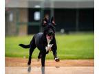 American Pit Bull Terrier-German Shepherd Dog Mix DOG FOR ADOPTION RGADN-1088882