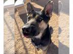 Australian Kelpie-German Shepherd Dog Mix DOG FOR ADOPTION RGADN-1088892 - Sarge