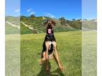 Anatolian Shepherd-Doberman Pinscher Mix DOG FOR ADOPTION RGADN-1088914 -