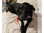 Labrador Retriever Mix DOG FOR ADOPTION RGADN-1088921 - CHOCOLATE CHIP -